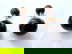 item-207909706=5