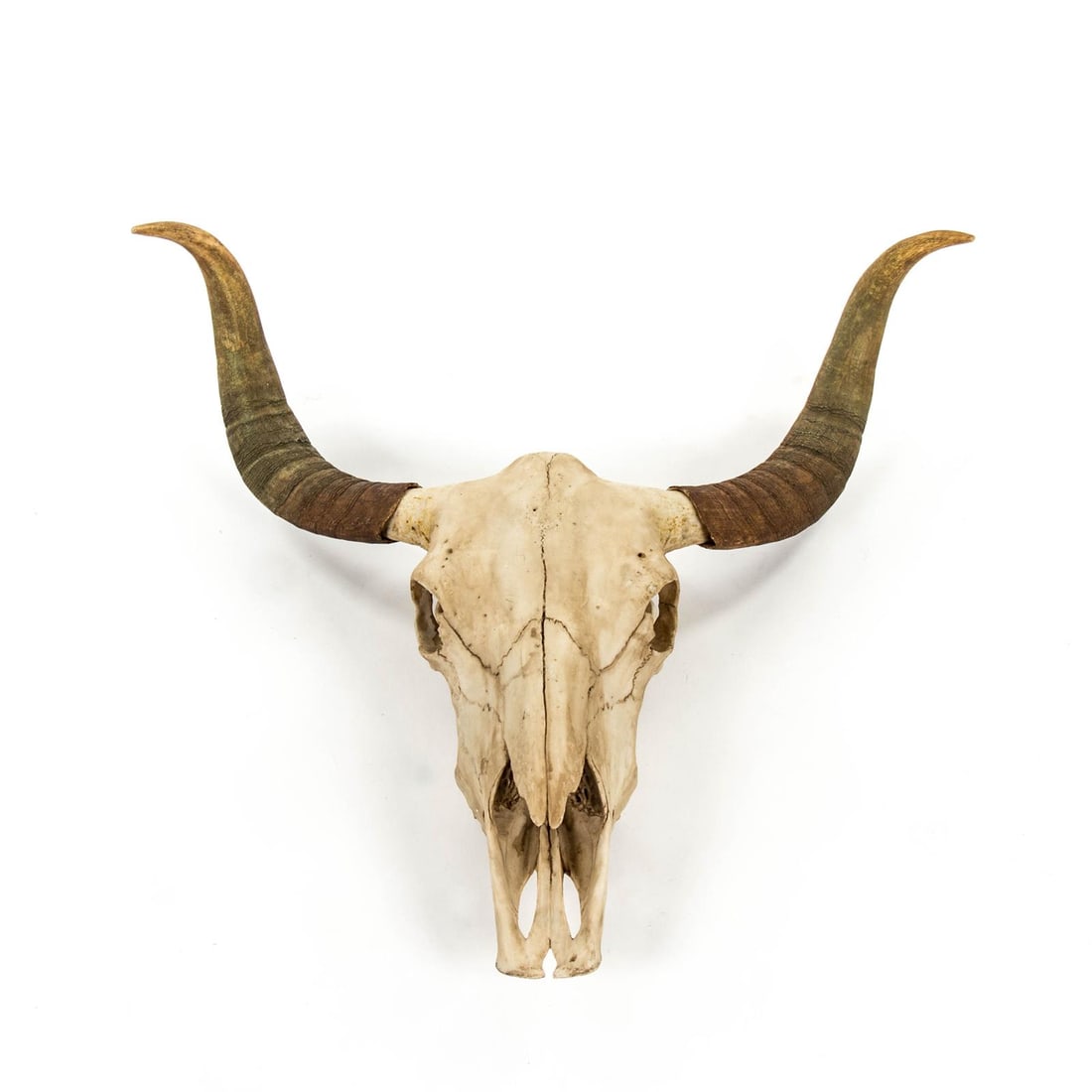 Zentique Rustic Bull Skull Wall Decor Poly Resin Chestnut Ivory Finish (1 of 3)