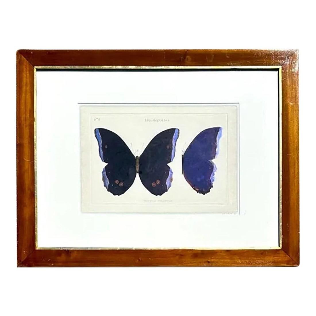 Gouache Butterfly Artwork on Paper with Rich Detail and Color (1 of 4)