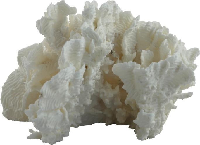 Handmade Rugosa Coral Sculpture on Acrylic Base 12 Inch Coastal Decor (1 of 4)