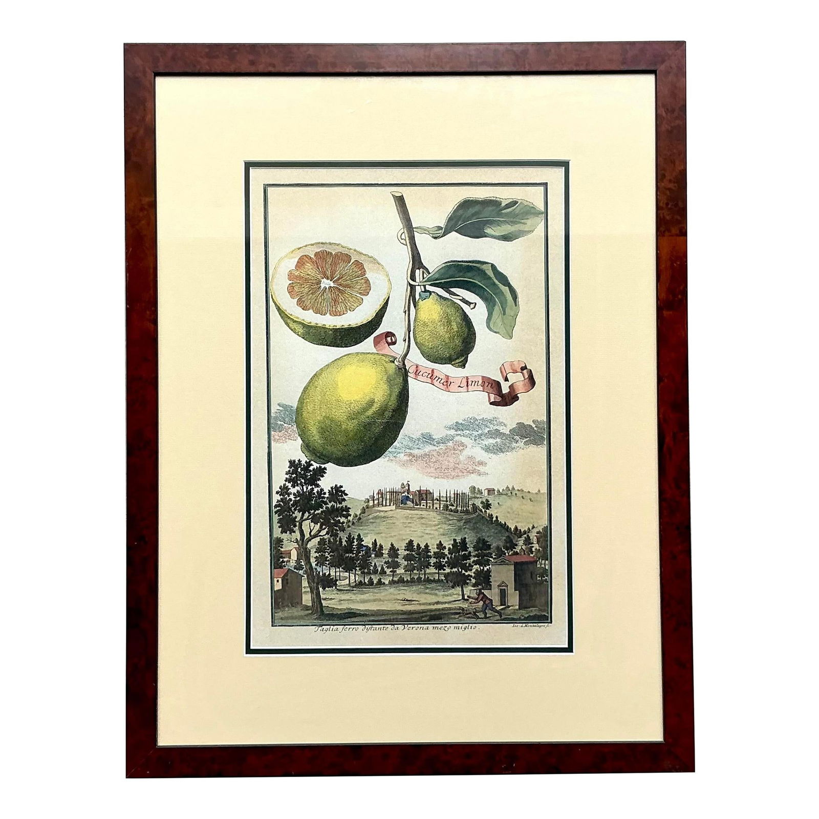 Coastal Vintage Lemon Engraving 21.5x28 Avocado Color (1 of 5)