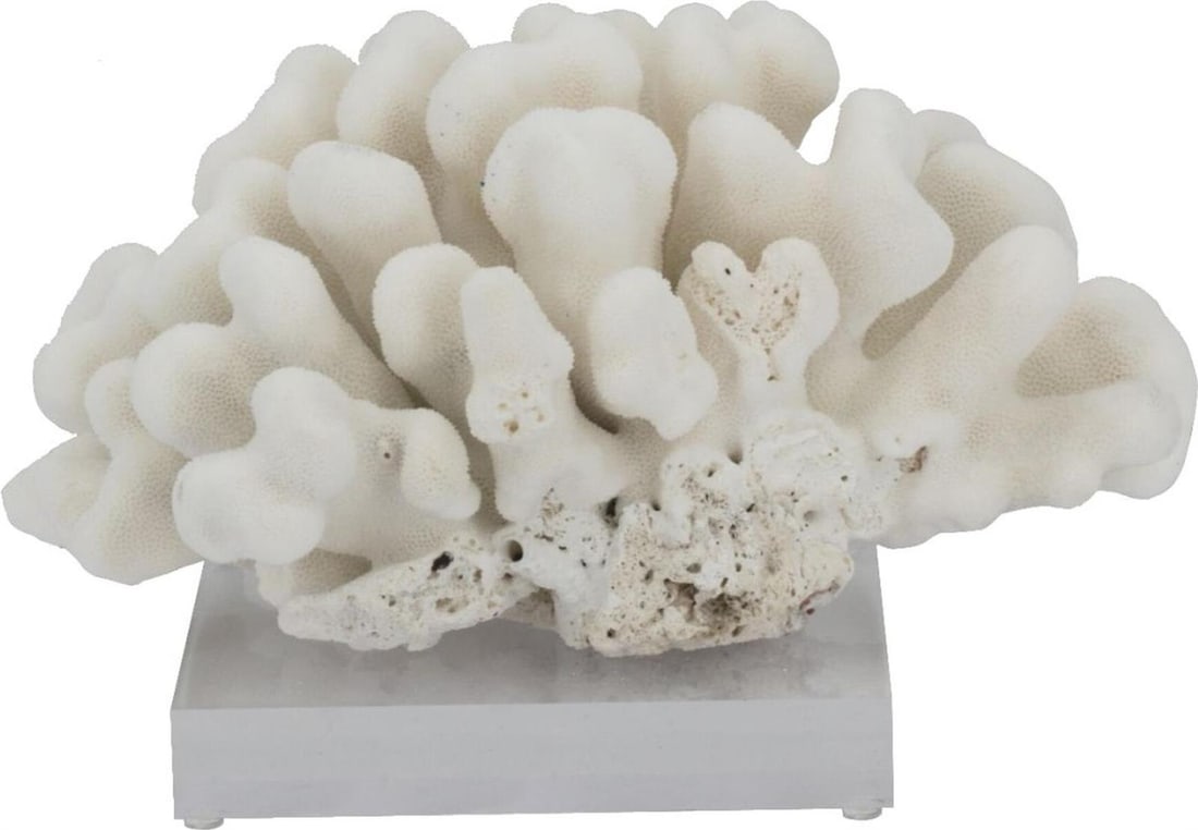 Handmade Elkhorn Coral Sculpture Organic Modern Decor (1 of 1)