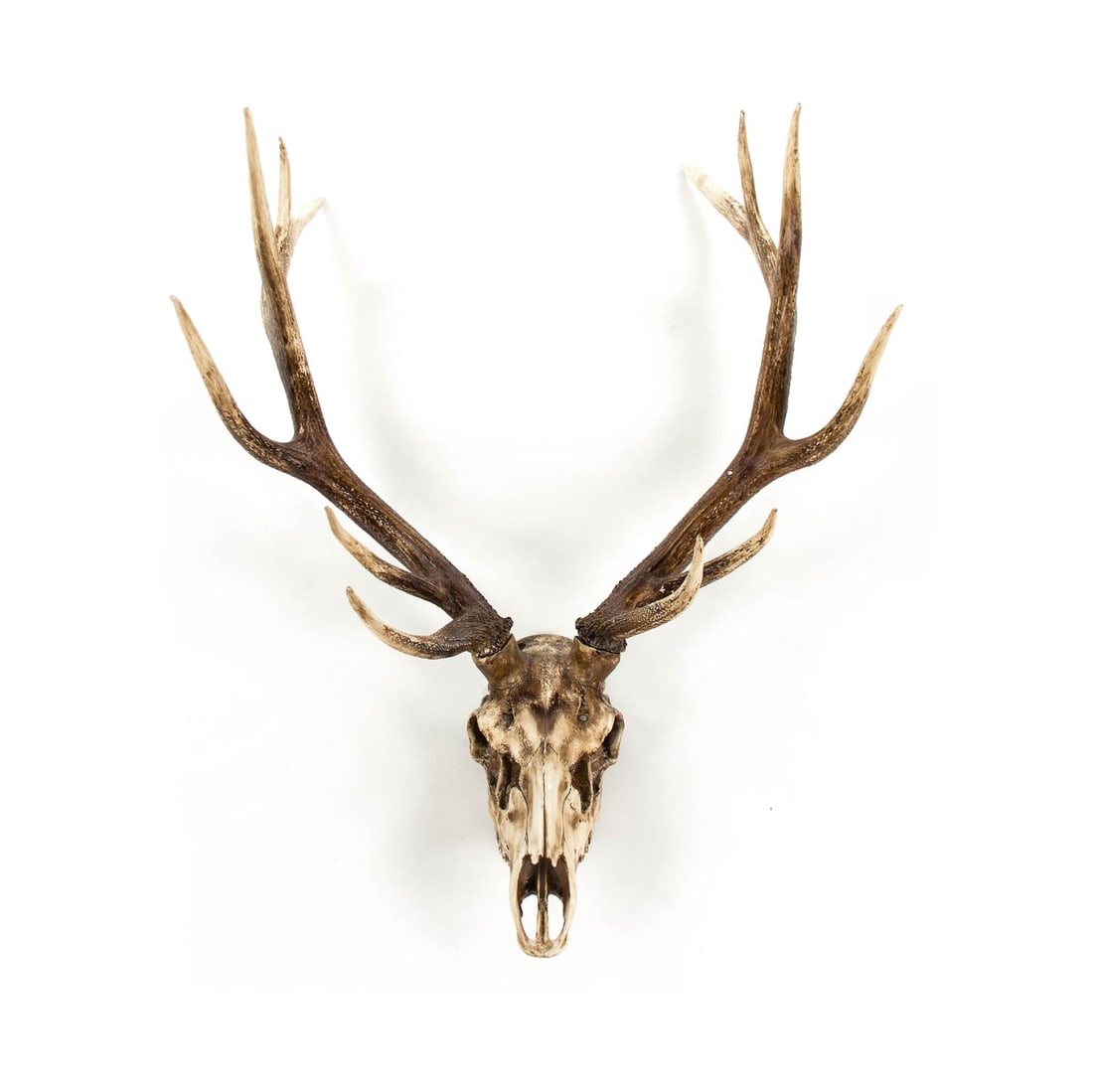 Zentique Chestnut Poly Resin Deer Skull Wall Decor 45.5H x 32.5W (1 of 3)