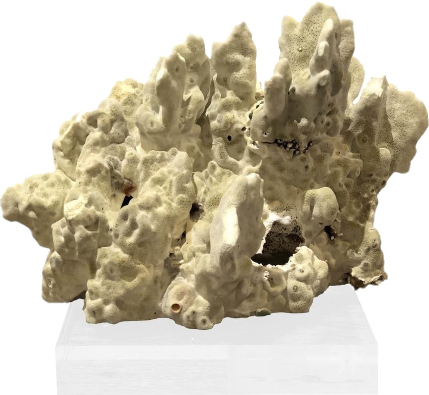 Handmade Green Fire Coral Acrylic Sculpture Coastal Decor 10x10x10: Handmade Green Fire Coral Acrylic Sculpture Coastal Decor 10x10x10 Enhance your living space with this unique green fire coral sculpture, a stunning piece that embodies coastal style. Handmade with