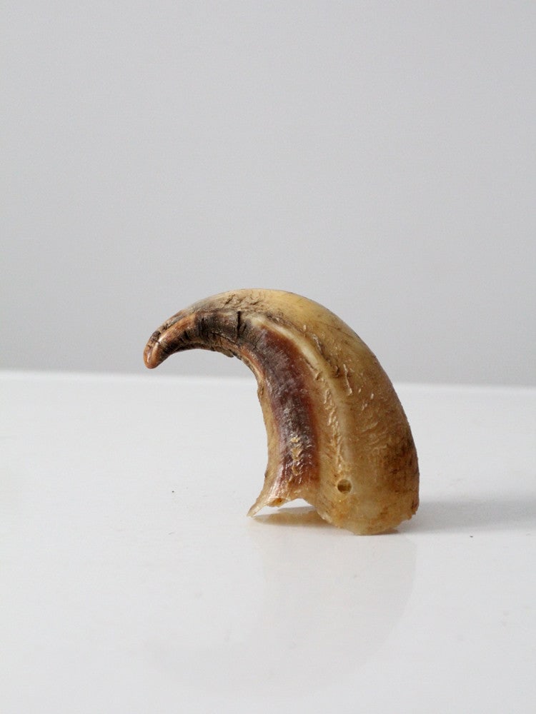 Vintage Bull Cow Horn Marbled Cream Decorative Piece 5 inch (1 of 9)