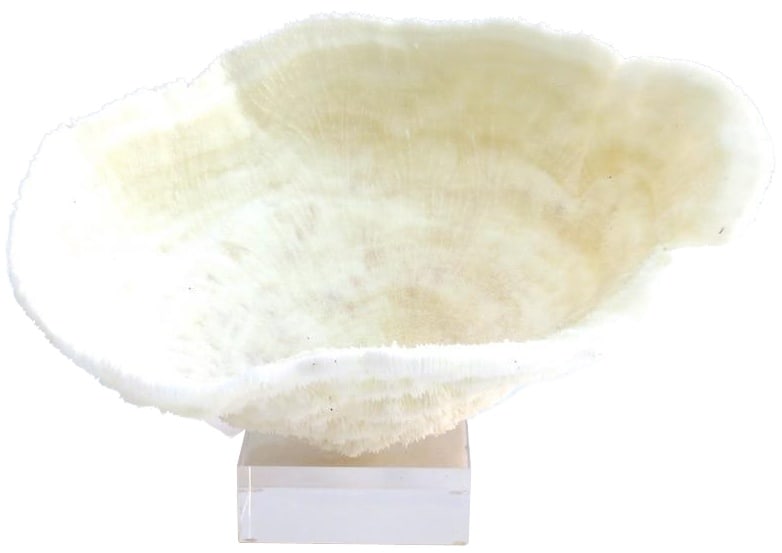 Handmade Bowl Coral Sculpture on Acrylic Base 12x12x12 (1 of 1)