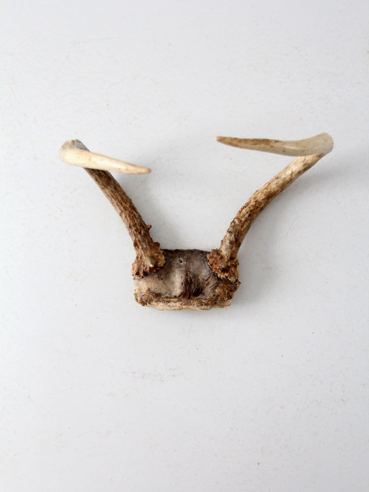 Vintage Small Antler Rack with Curved Antlers and Fur: Vintage Small Antler Rack with Curved Antlers and Fur This vintage small antler rack showcases a natural design with elegantly curved antlers and a small tuft of fur remaining on the skull. It stands