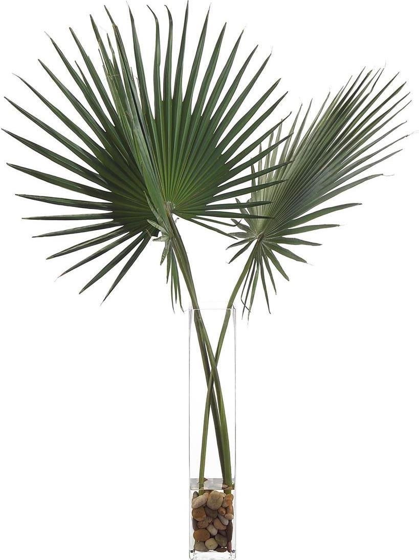 John-Richard Delta Palmettos Arrangement in Forest Green 51H 33W 28D: John-Richard Delta Palmettos Arrangement in Forest Green 51H 33W 28D This exquisite Natural Saw Palmetto Arrangement features a stunning display of Delta Palmettos, artfully arranged in a stylish cube
