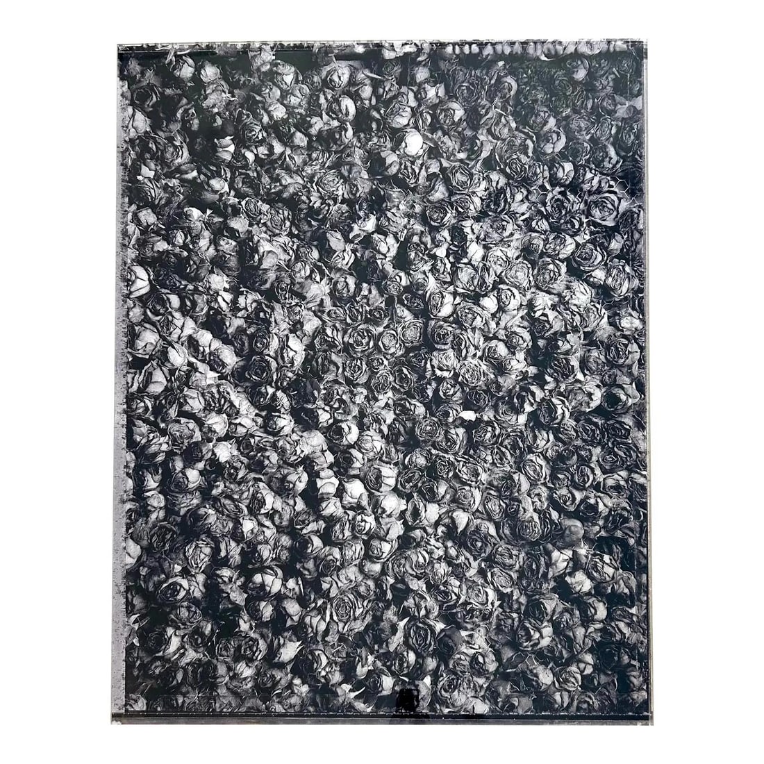 Vintage Boho Grayscale Roses Photo Print on Acrylic 30x38: Vintage Boho Grayscale Roses Photo Print on Acrylic 30x38 This stunning vintage boho monochromatic photo print features a captivating field of desiccated roses rendered in grayscale. The repetitive pa