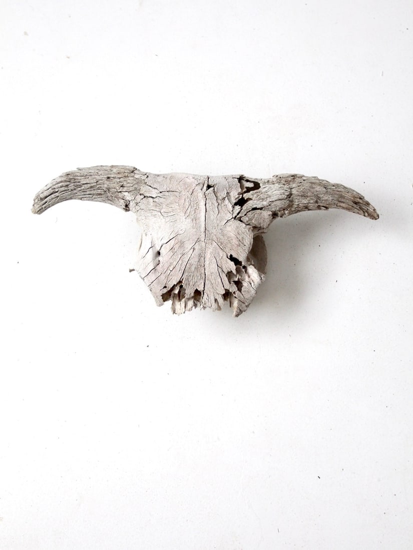 Rustic Weathered Cow Skull 20 x 9 x 6.5 Inches: Rustic Weathered Cow Skull 20 x 9 x 6.5 Inches Discover the unique charm of this rustic cow skull, beautifully weathered and naturally cleaned by nature. Its age and character enhance its appeal, maki