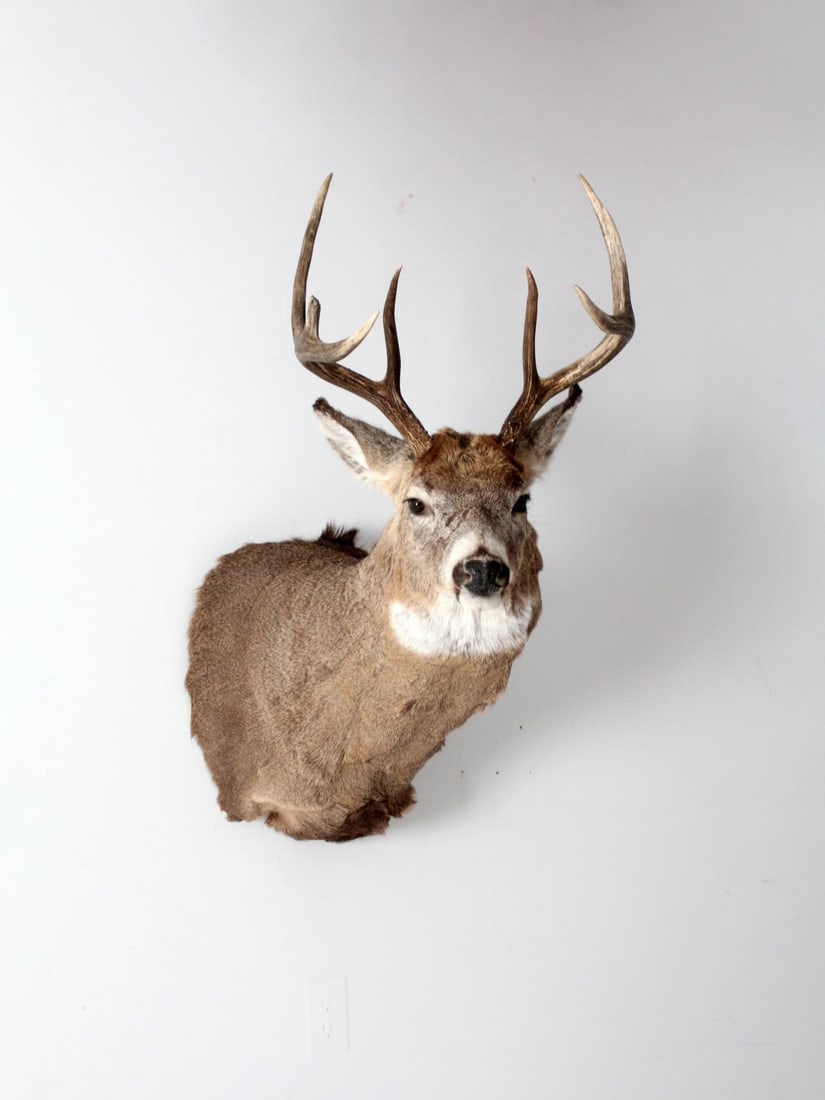 Antique Eight Point Stag Deer Taxidermy Head Mount (1 of 9)