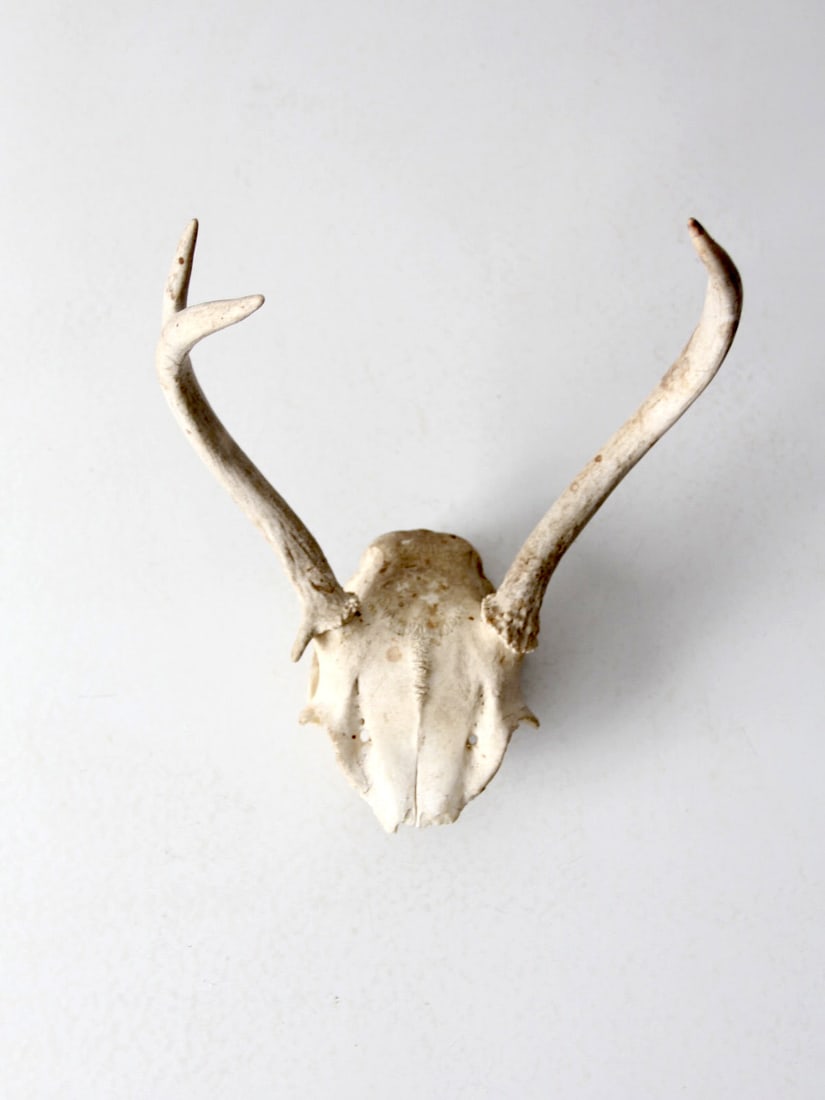 Vintage Deer Skull with 3 Point Antlers Rustic Decor: Vintage Deer Skull with 3 Point Antlers Rustic Decor This vintage deer skull showcases naturally aged bone and distinctive 3-point antlers. Unmounted and weathered, it serves as a rustic accent perfec