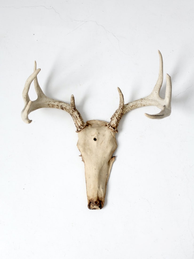 American Vintage Deer Skull Antlers Wall Decor 18x17x9.5 (1 of 8)