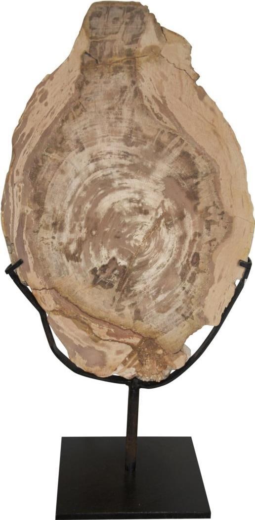Elegant 12 Inch Wood Fossil Display with Matte Black Stand (1 of 1)