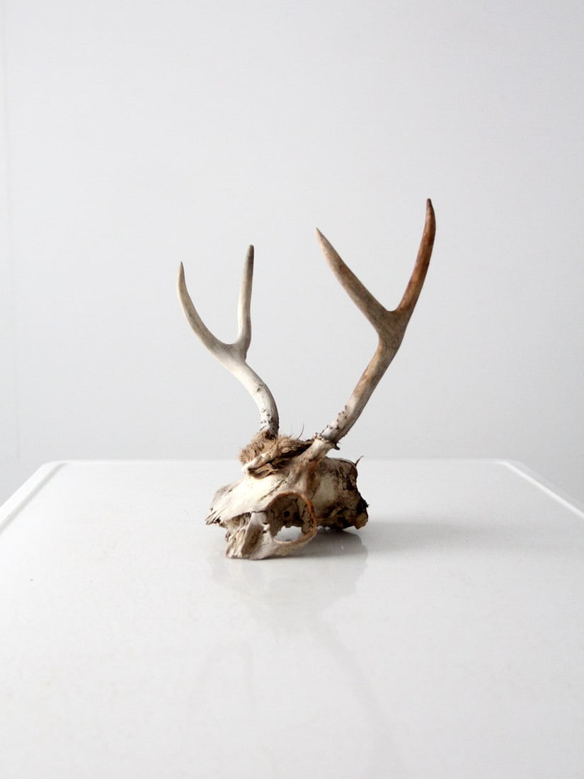 Vintage Deer Skull with Antlers Rustic Decor 11x10.75x7: Vintage Deer Skull with Antlers Rustic Decor 11x10.75x7 This vintage deer skull features natural antlers and showcases a unique, rustic aesthetic. It is in good, naturally aged condition, making it an