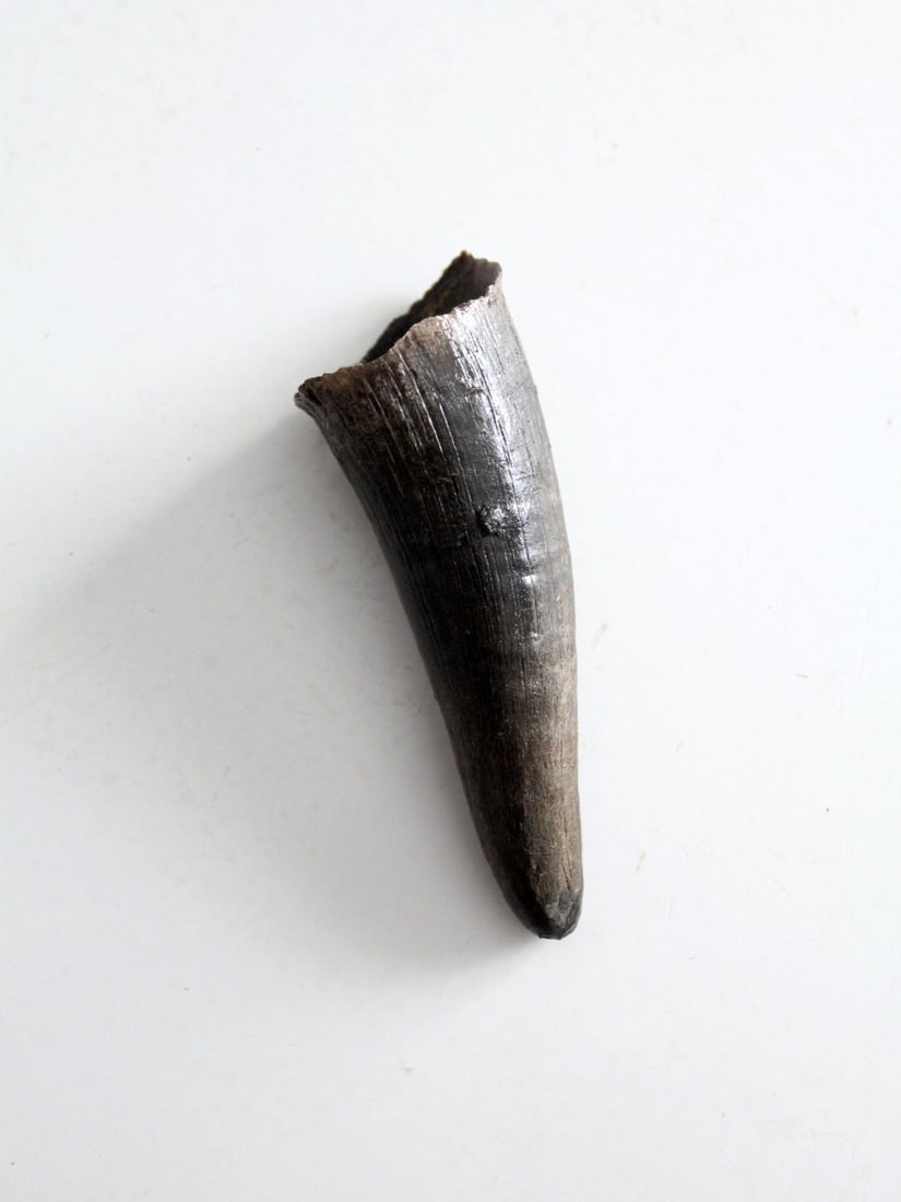 Vintage Black Bull Cow Horn Rustic Decor 6 Inch: Vintage Black Bull Cow Horn Rustic Decor 6 Inch This vintage black bull cow horn showcases the unique characteristics of natural animal horn, featuring a small hole near the base for easy hanging. The