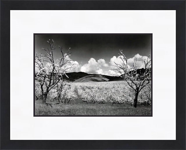 Ansel Adams Orchard Santa Clara CA Custom Framed Modern Print (1 of 1)
