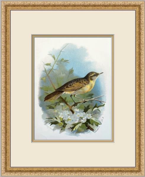 A. Thorburn Grasshopper Warbler Custom Framed Lithograph Art Print: A. Thorburn Grasshopper Warbler Custom Framed Lithograph Art Print This exquisite lithograph titled "Grasshopper Warbler" by A. Thorburn captures the beauty of avian artistry in a small, custom galler