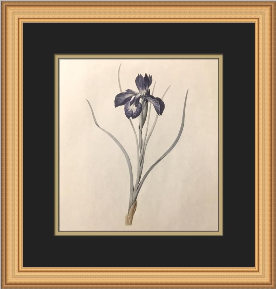 Custom Framed Iris Xyphioides Print by P.J. Redoute Open Edition: Custom Framed Iris Xyphioides Print by P.J. Redoute Open Edition This is a custom-framed open edition print of "Iris Xyphioides" by P.J. Redoute, created using the offset lithograph technique. The art