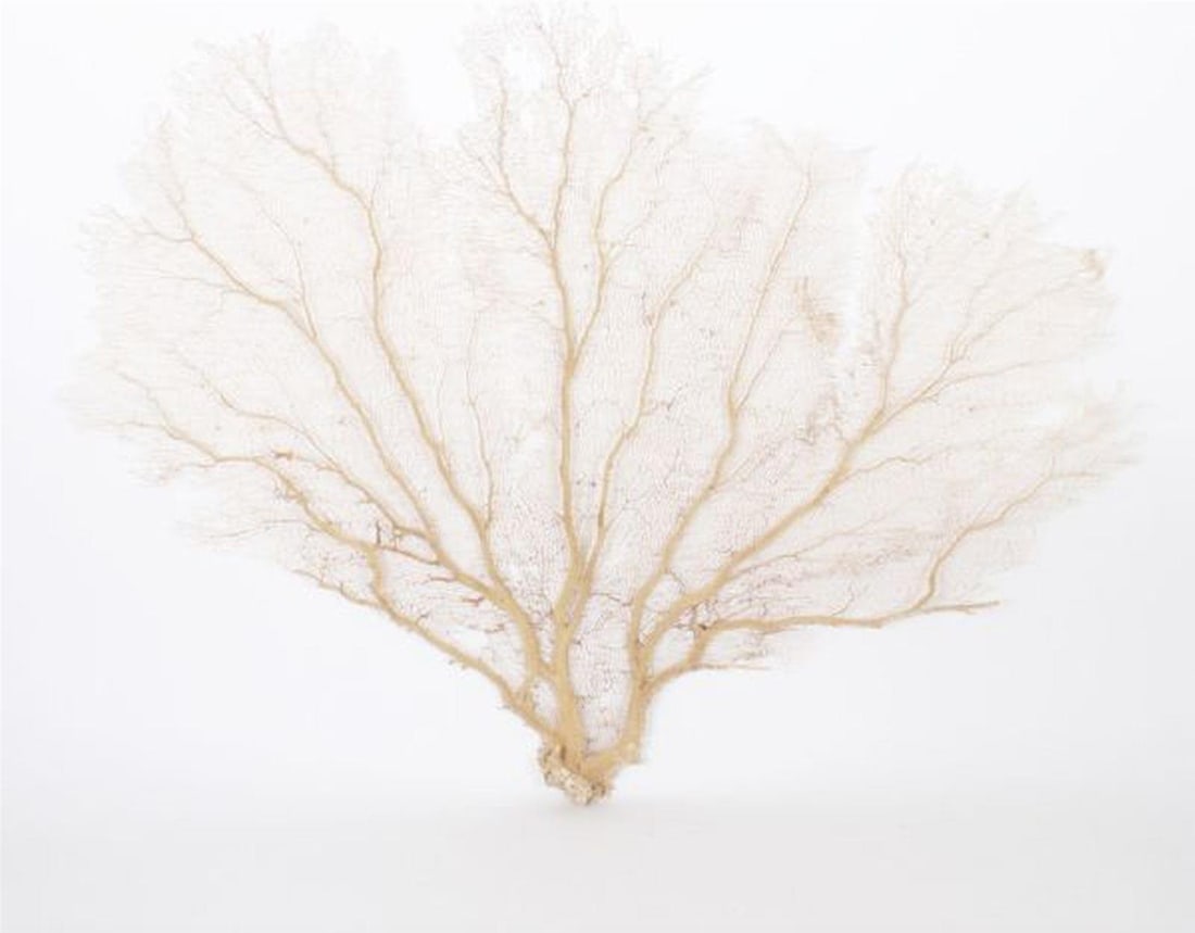 Handmade Cream Seafan Coastal Sculpture 7x7 inches: Handmade Cream Seafan Coastal Sculpture 7x7 inches Enhance your home decor with this elegant cream seafan sculpture. This handmade piece embodies coastal style, featuring intricate details that reflec