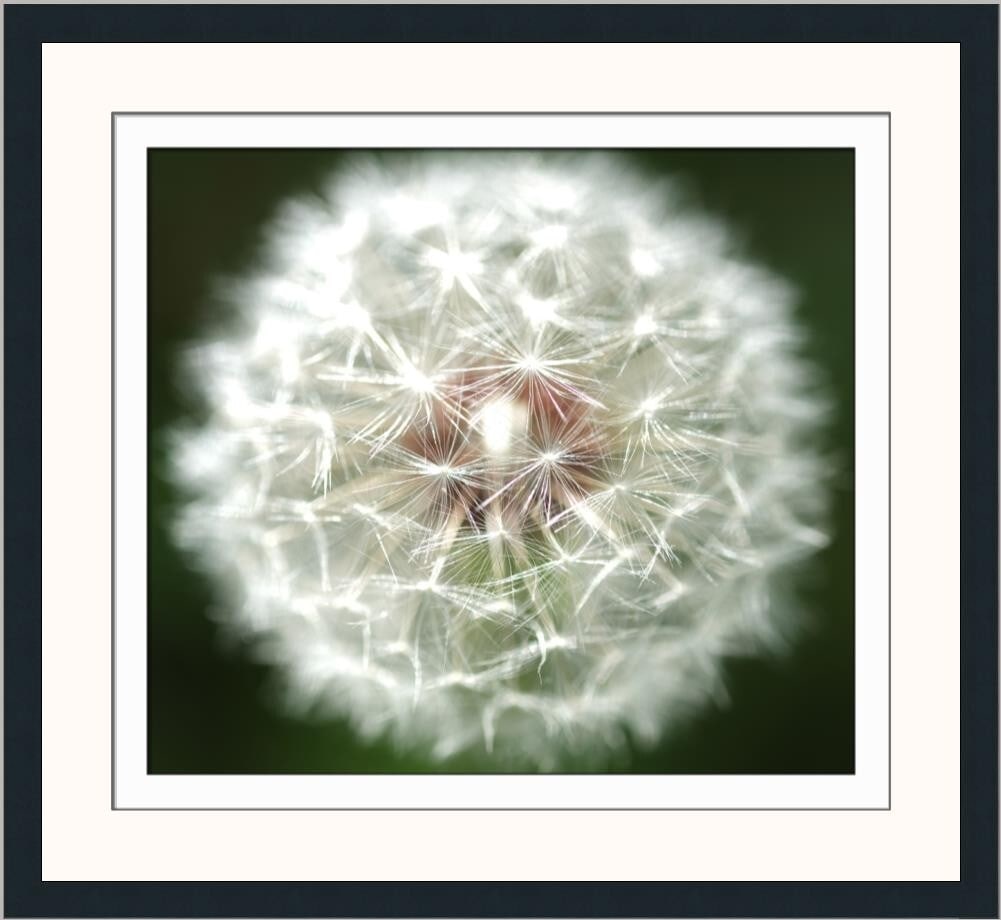 Brent Wickes Dandelion Limited Edition Giclee Print Framed Signed 20x20 (1 of 2)