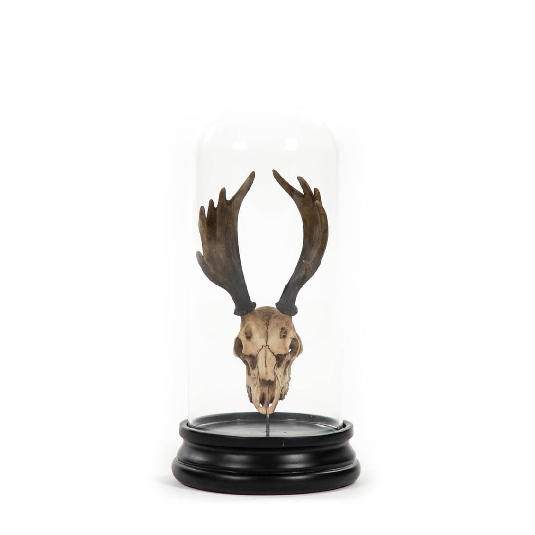 Zentique Moose Skull Sculpture with Glass Dome Home Decor (1 of 3)