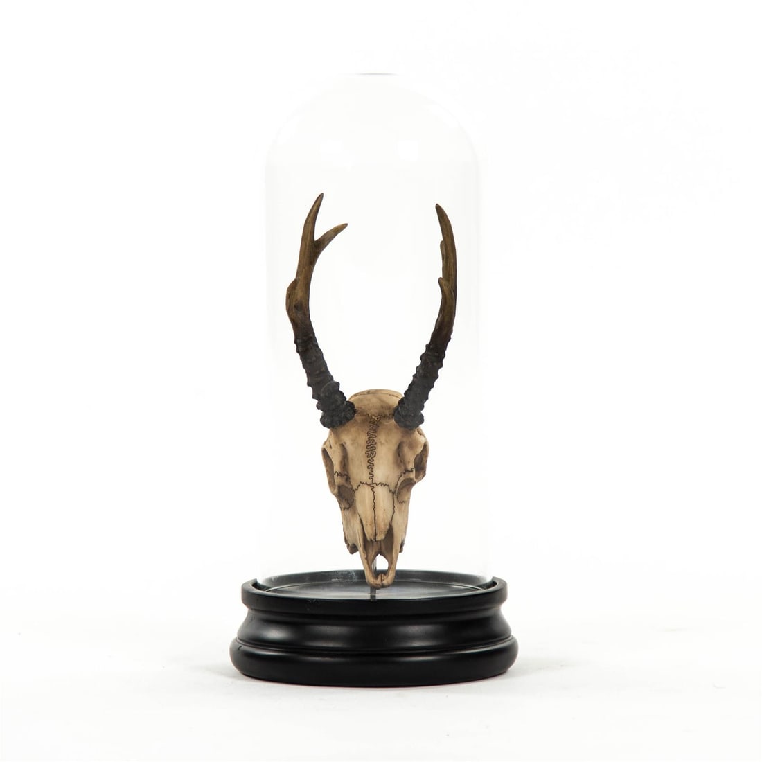 Zentique Traditional Fawn Skull in Glass Dome Wall Decor (1 of 3)
