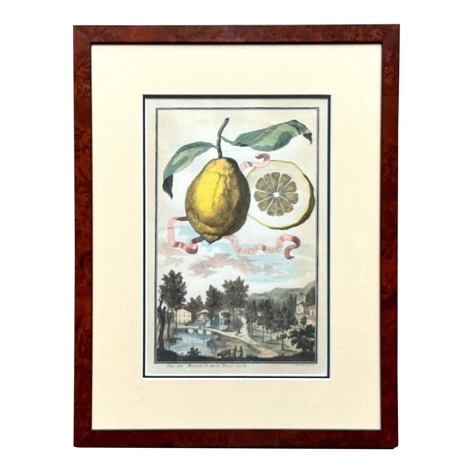 Vintage Coastal Lemon Engraving Antique White 21.25x28 Home Decor (1 of 4)