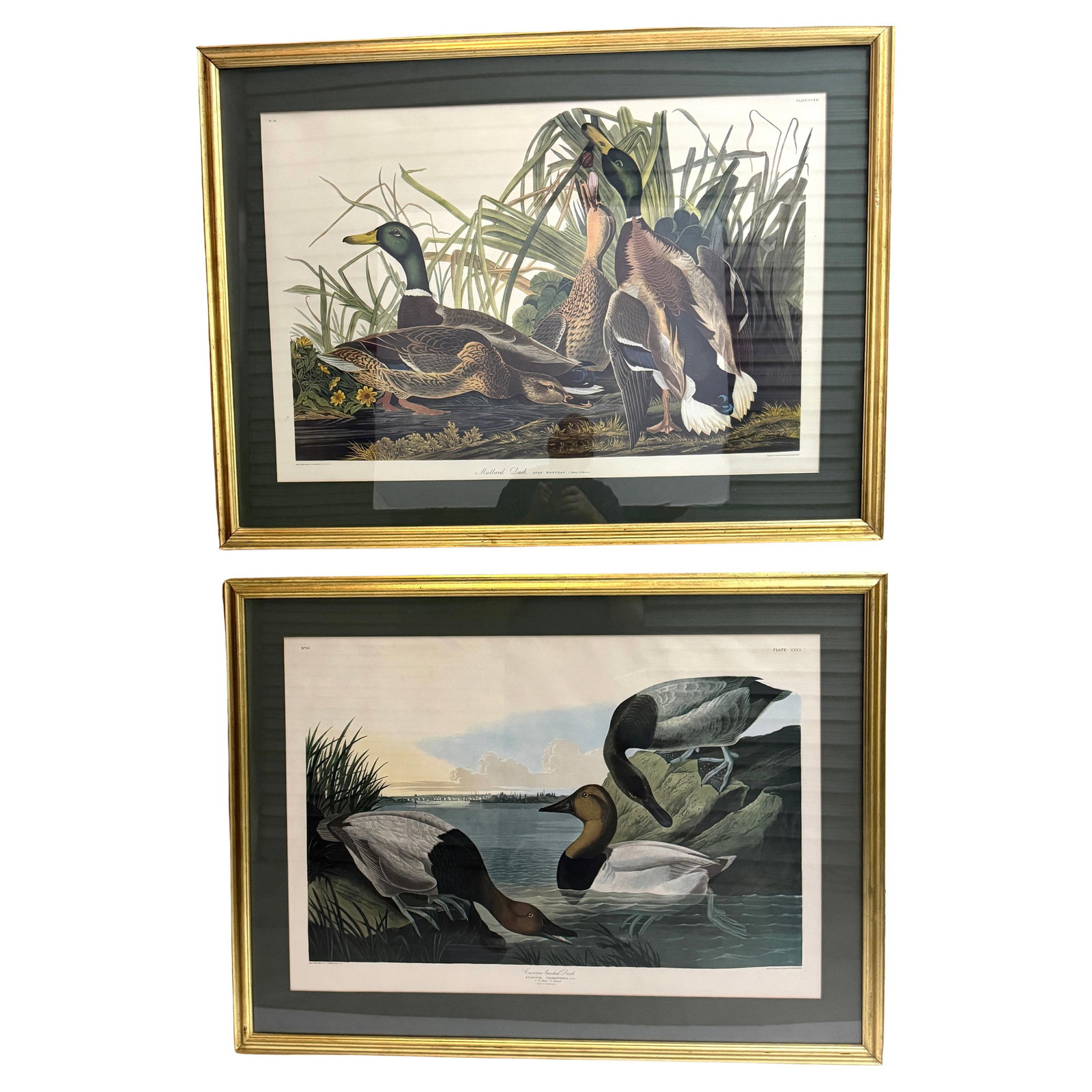 Set of 2 Audubon Mallard and Canvasback Duck Lithographs 20th Century (1 of 15)