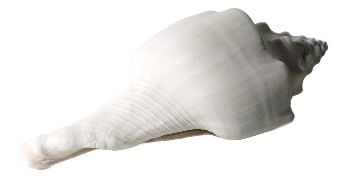Decorative Large White Conch Shell Beach House Accent (1 of 7)
