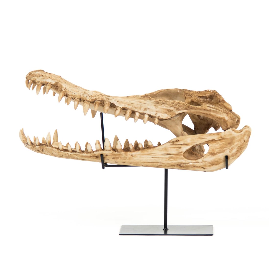 Zentique Almond Ebony Alligator Sculpture 14.5H 22.5W 9D: Zentique Almond Ebony Alligator Sculpture 14.5H 22.5W 9D This striking Traditional Poly Resin Alligator Decoration features an eclectic design that is sure to enhance any space. Crafted from durable p