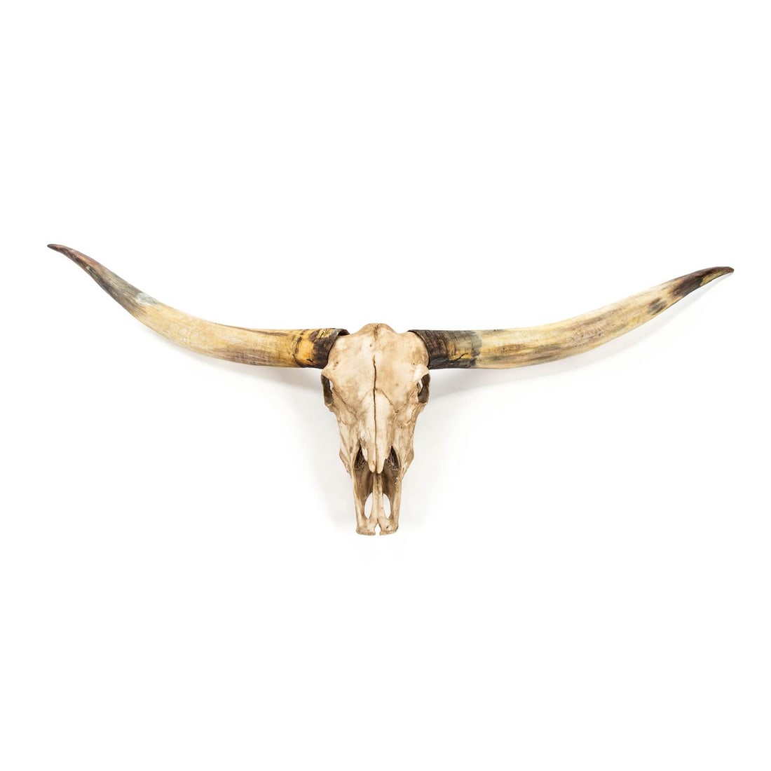 Zentique Southwestern Horn Skull Wall Decor Ivory Finish 31H x 66.5W: Zentique Southwestern Horn Skull Wall Decor Ivory Finish 31H x 66.5W Enhance your space with this striking Rustic Southwestern Wall Decor featuring a horn skull design. Crafted from durable poly resin