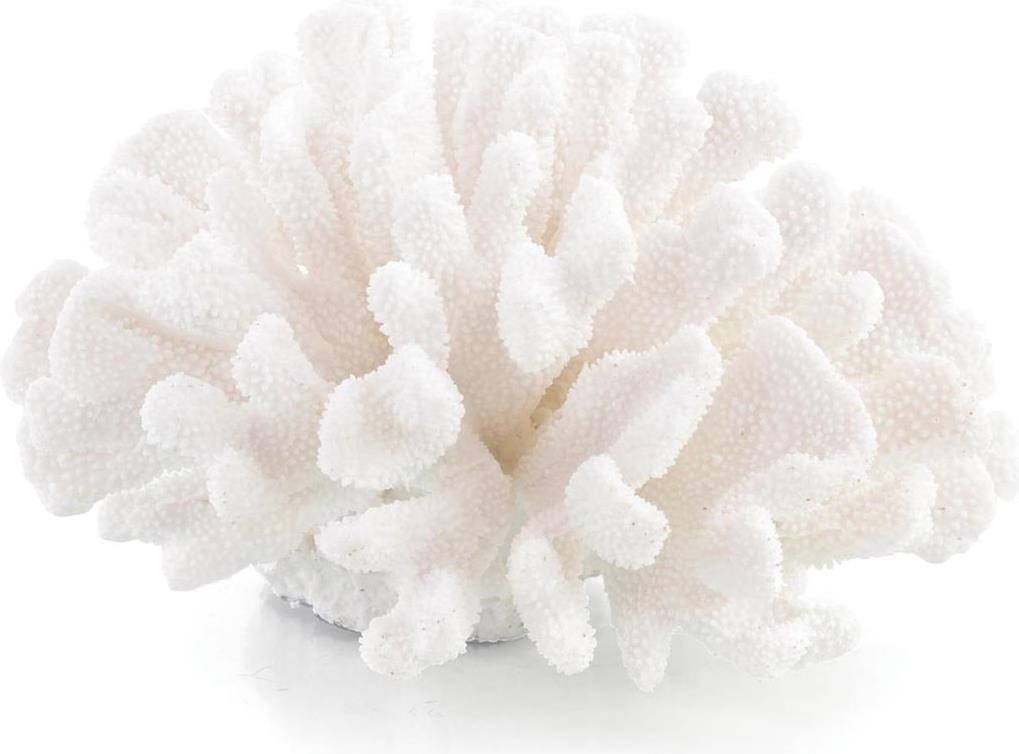John-Richard Coastal Coral Reproduction 9.50H 15.75W 15D Maldives Coral: John-Richard Coastal Coral Reproduction 9.50H 15.75W 15D Maldives Coral This exquisite Traditional Coastal Coral Reproduction captures the beauty and elegance of Maldives Coral, embodying the serene e