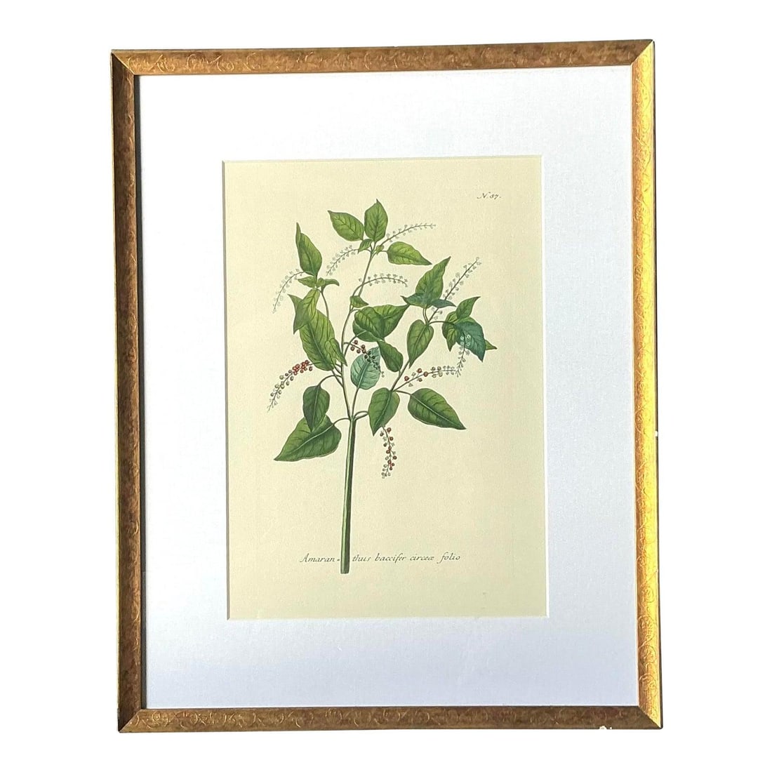 Framed Large Botanical Art Print with Dark Wood and Off-White Mat: Framed Large Botanical Art Print with Dark Wood and Off-White Mat This vintage botanical print features a detailed specimen illustration of a leafy plant, professionally mounted with an off-white mat 