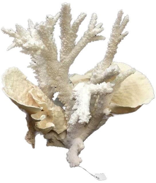Traditional Coral Sculpture on Cream Acrylic Base 14H 16W 12D (1 of 3)