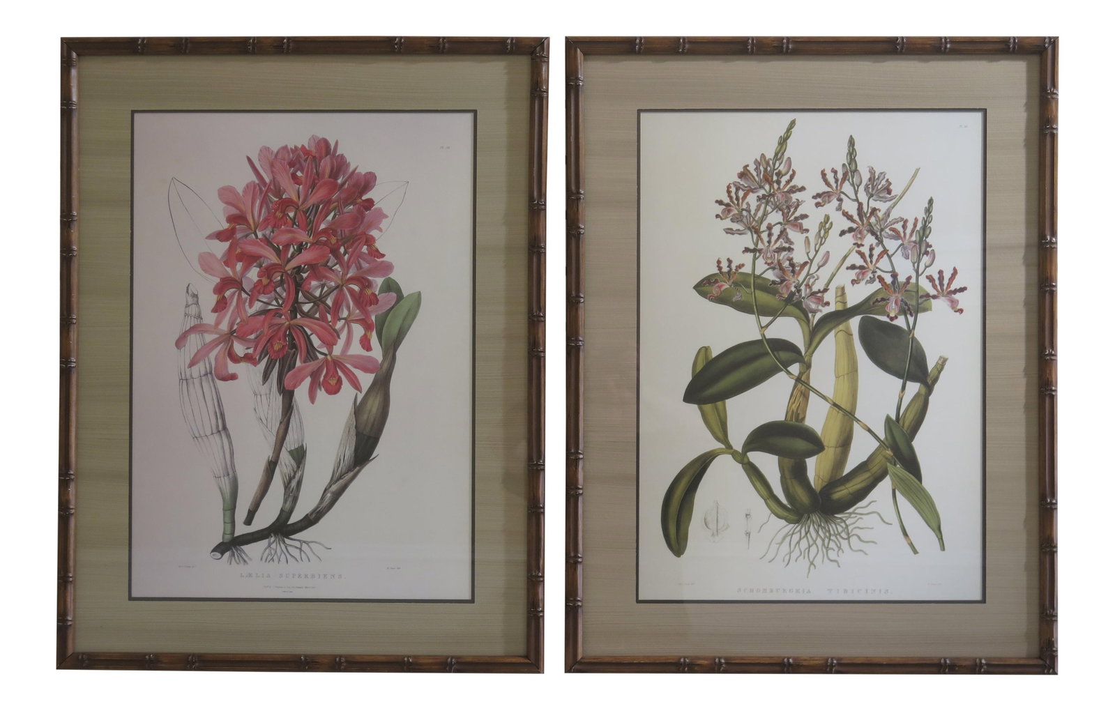Vintage Bamboo Style Framed Botanical Prints Pair 26x34 (1 of 10)