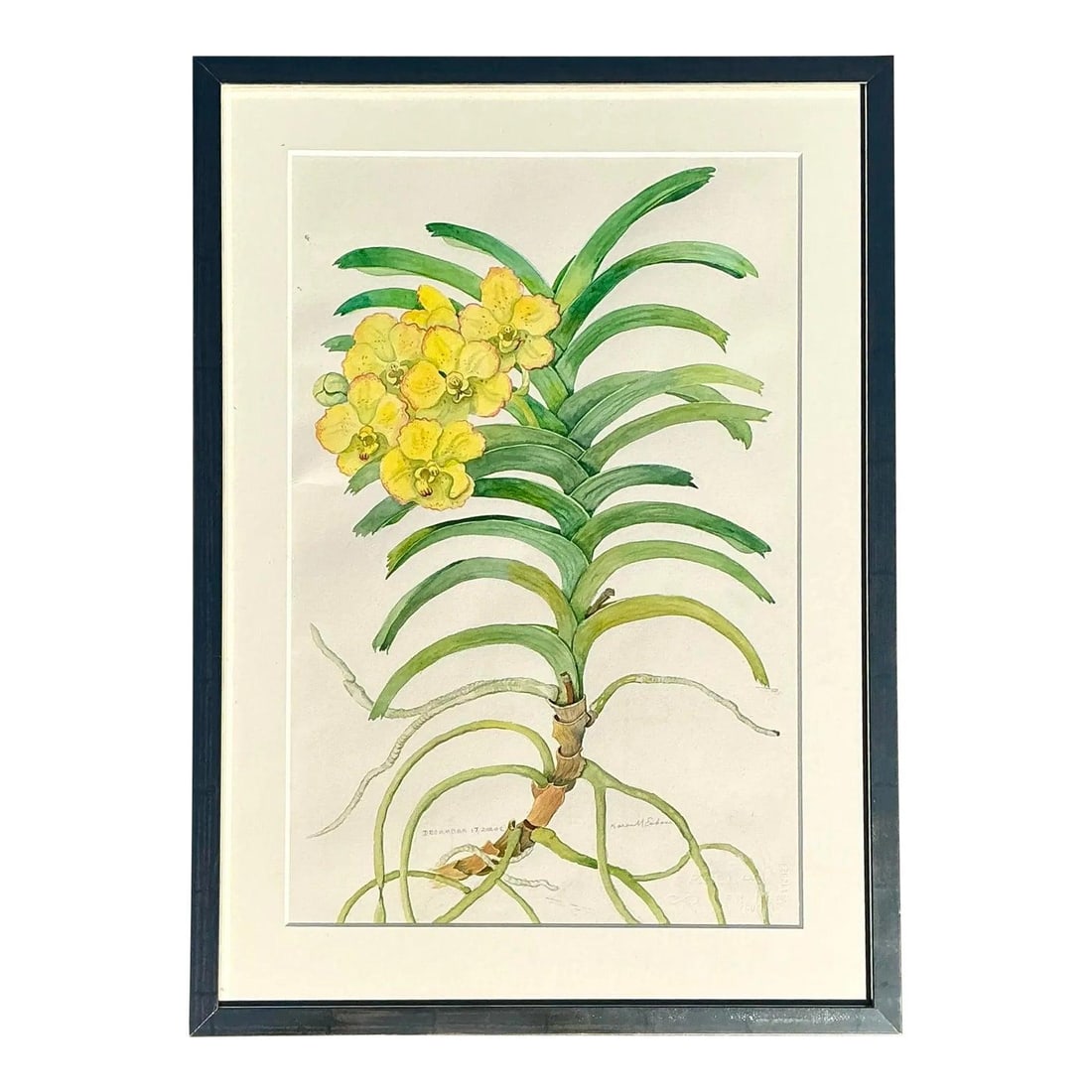 Signed Yellow Vanda Orchid Watercolor Framed 20 x 28: Signed Yellow Vanda Orchid Watercolor Framed 20 x 28 This original botanical watercolor features a detailed depiction of a yellow Vanda orchid, highlighting the vibrant yellow blooms, lush green frond