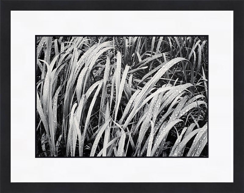 Ansel Adams Grass In Rain Glacier Bay Custom Framed Print 16x18: Ansel Adams Grass In Rain Glacier Bay Custom Framed Print 16x18 This exquisite custom framed print titled "Grass In Rain Glacier Bay Park AK" is a stunning representation of Ansel Adams' artistry. Cre