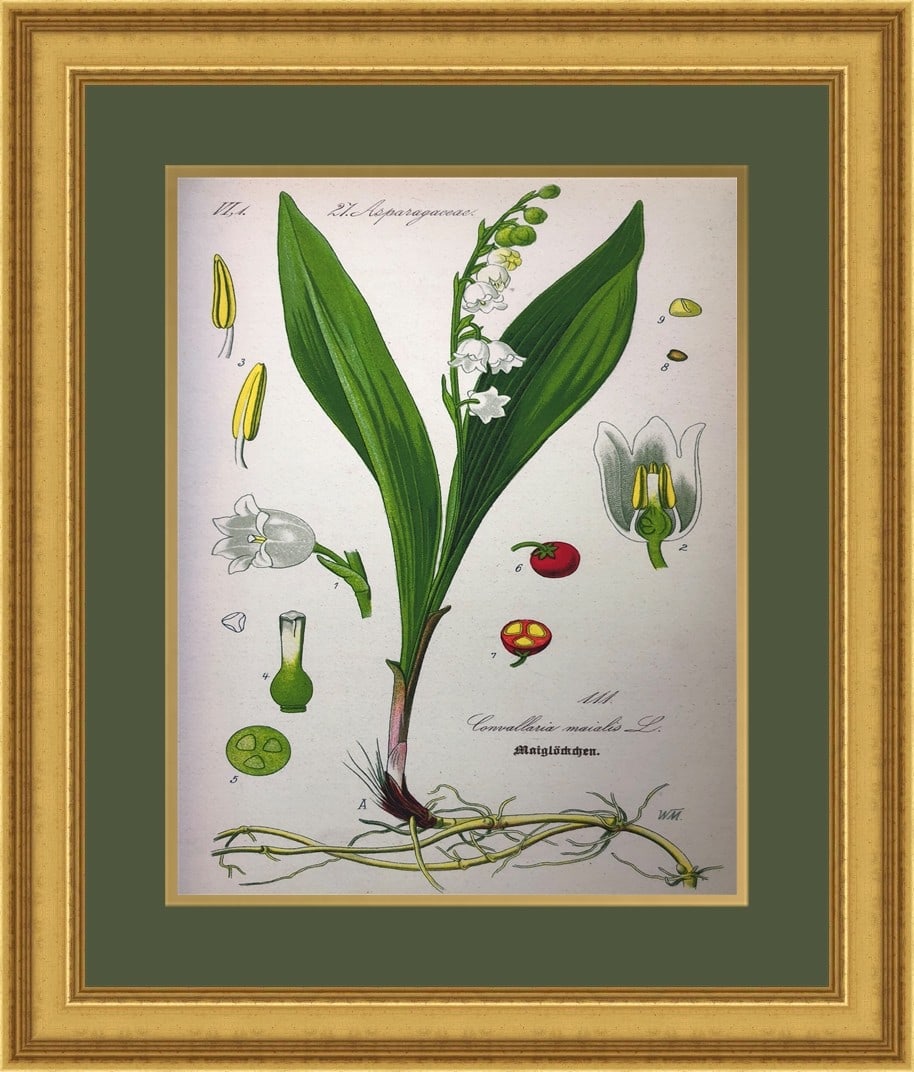 Framed Botanical Giclee Reprint 22 x 26 Gold Leaf: Framed Botanical Giclee Reprint 22 x 26 Gold Leaf This botanical giclee print features a vibrant, multi-color image reproduced on fine art archival paper. The artwork is professionally custom-framed w