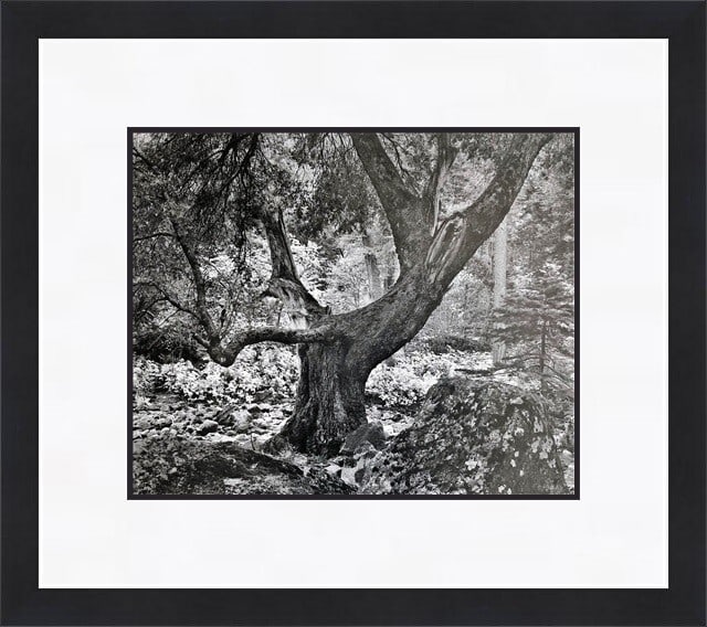 Ansel Adams Late Autumn Evening Framed Print 16x18 Modern Art (1 of 1)