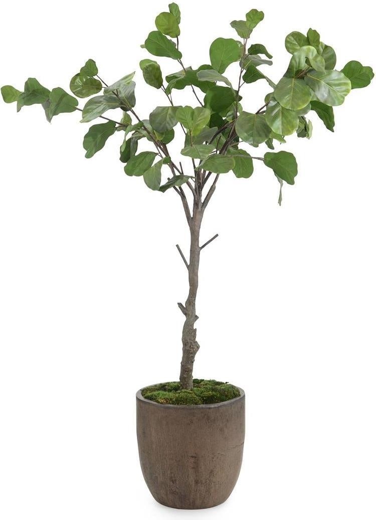 John-Richard Fiddle Leaf Fig 99H Pottery Indoor Plant (1 of 1)