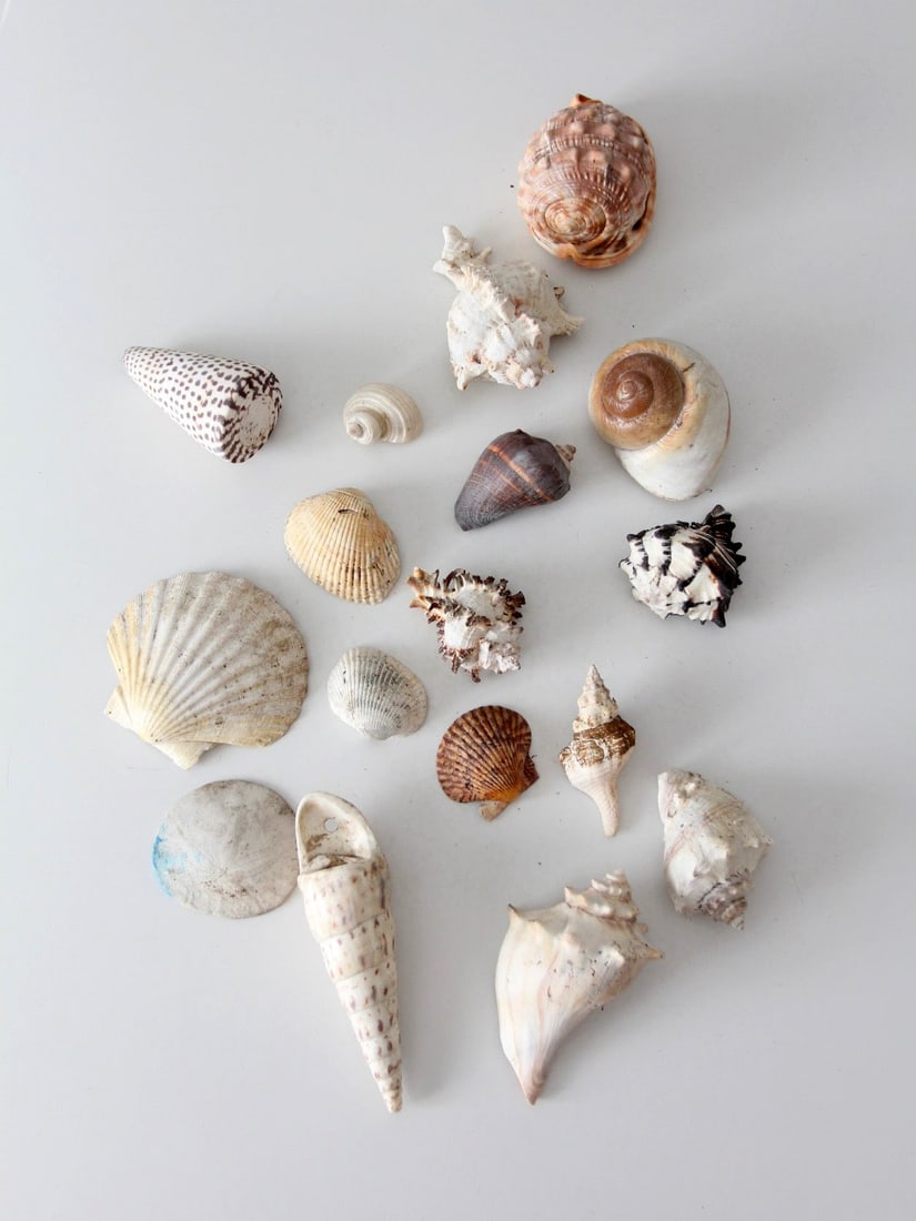 17 Piece Vintage Seashell Assortment Decorative Shell Collection: 17 Piece Vintage Seashell Assortment Decorative Shell Collection Vintage collected assortment of seashells featuring a varied mix of forms, textures, and naturally weathered surfaces in tones of ivory