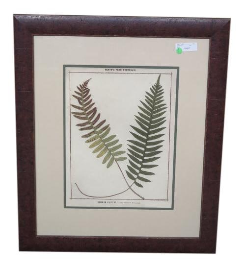W. King Ambler Discontinued Framed Fern Print in Walnut Frame: W. King Ambler Discontinued Framed Fern Print in Walnut Frame This exquisite W. King Ambler framed fern print showcases intricate botanical details, beautifully presented within a rich walnut frame. A