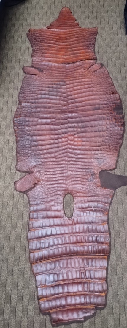 Antique Alligator Hide Trophy Wall Mount on Felt 71x24 (1 of 11)