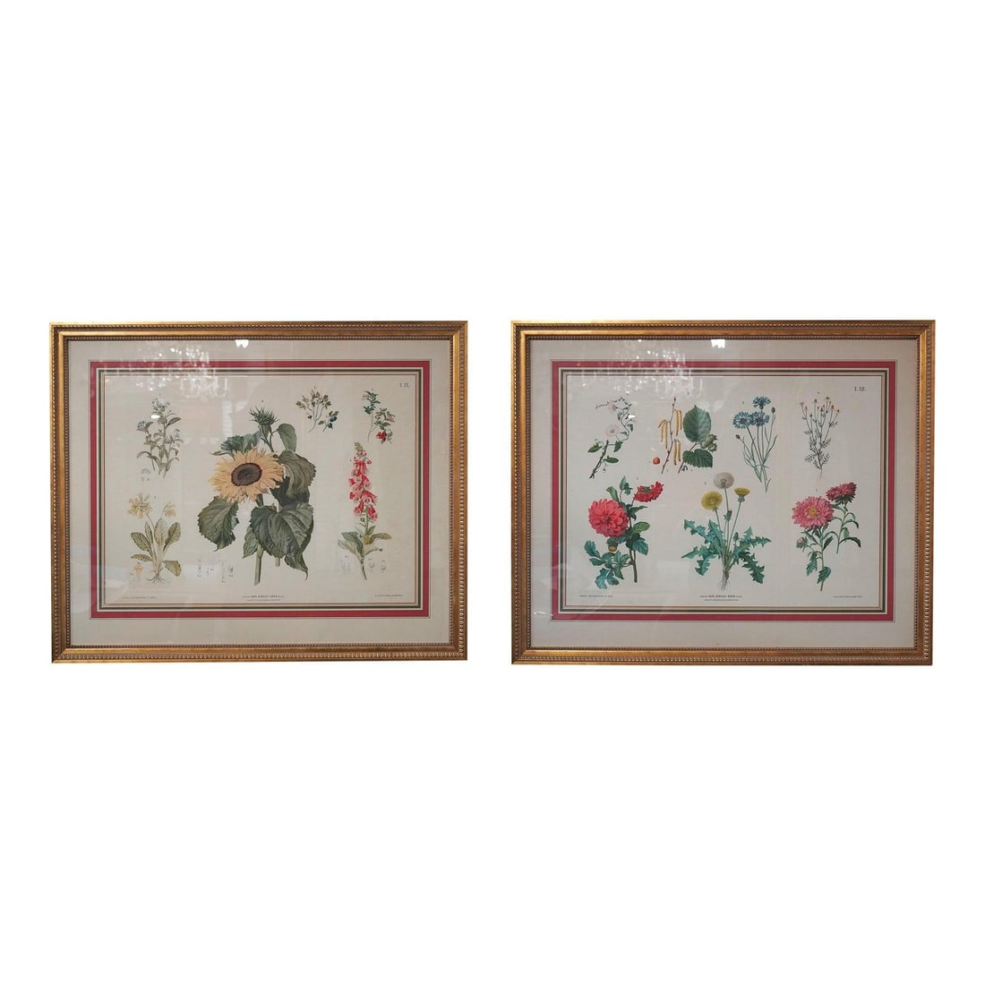 Pair of Framed German Botanical Floral Color Engravings 43w x 35h (1 of 10)