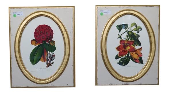 Elegant Pair of Traditional W. King Ambler Framed Botanical Prints (1 of 5)