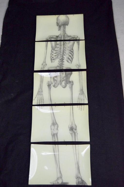 John Derian Five Piece Skeleton Plates (Back) (1 of 8)