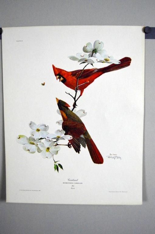 Ray Harm (American, B. 1920), Richmondena Cardinalis: 1963, Plate 11, "Richmondena Cardinalis", Unframed in folio folder, 20 x 16 in.