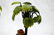 Pair of Monkey Candle Sticks - 6