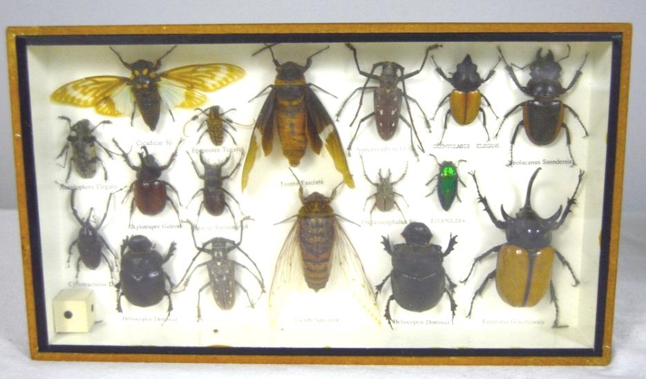 Framed Insect Specimens (1 of 2)